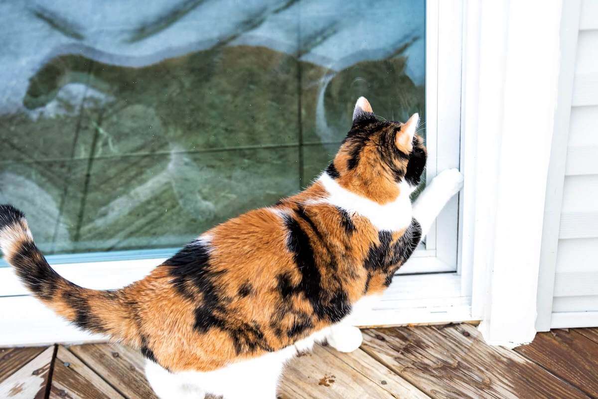 Why Cats Scratch Doors