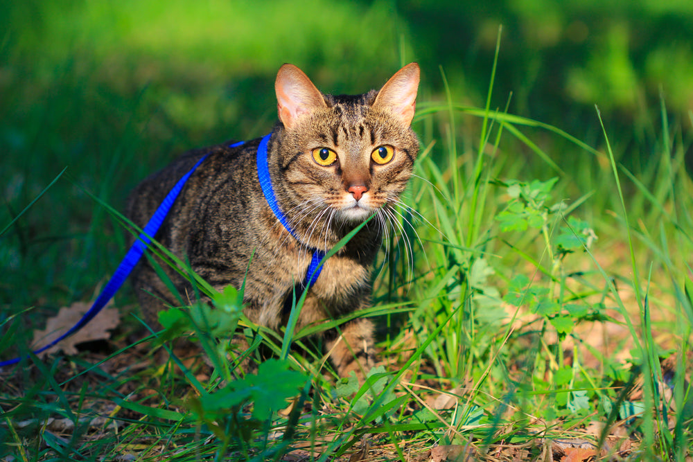 How To Walk Your Cat On A Leash