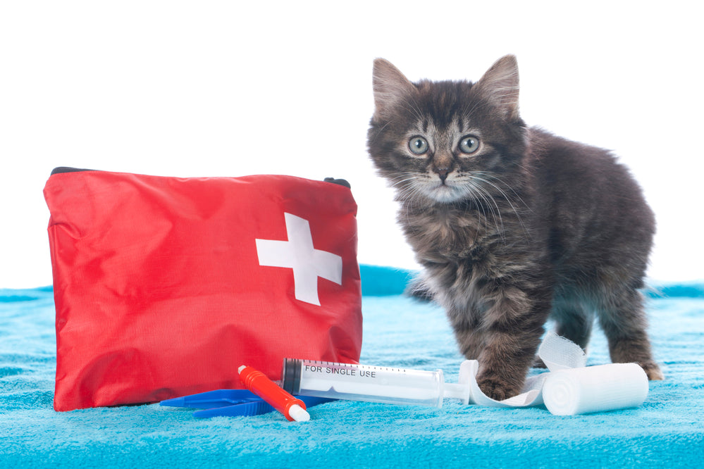 Tips For Cat First Aid
