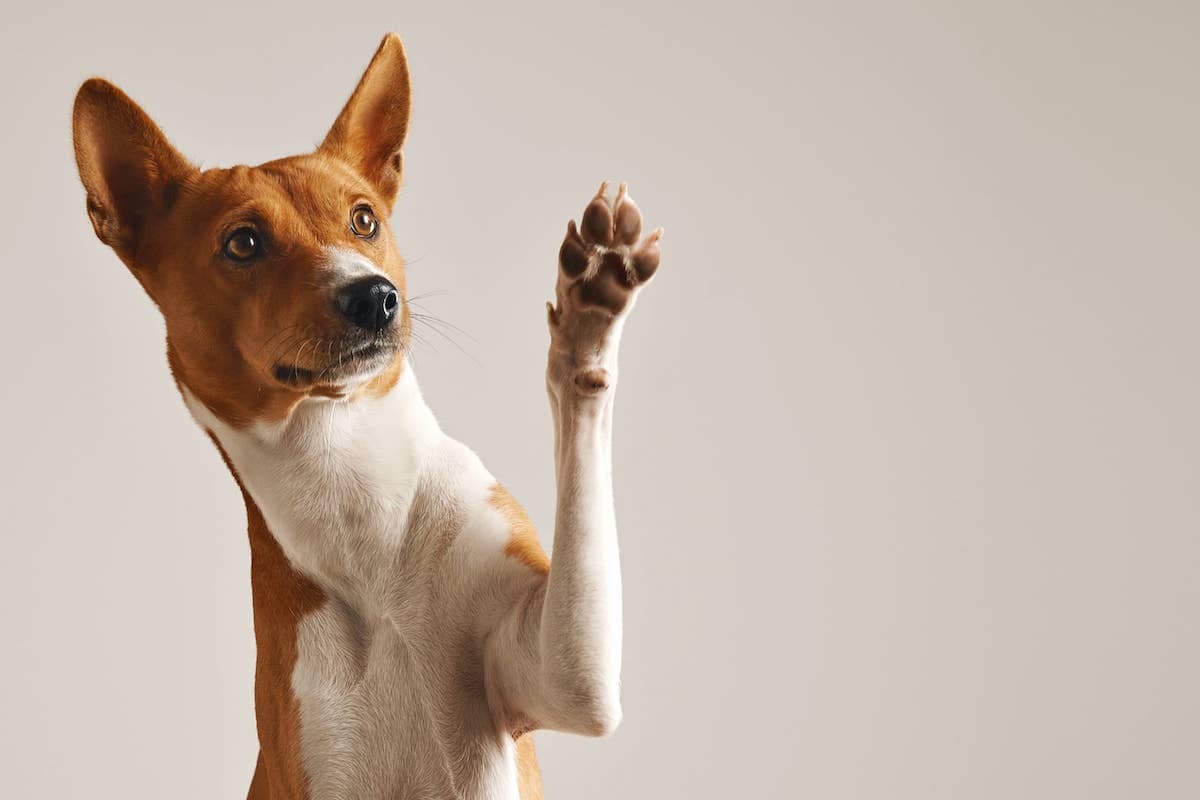 7 dog obedience commands for destructive pets