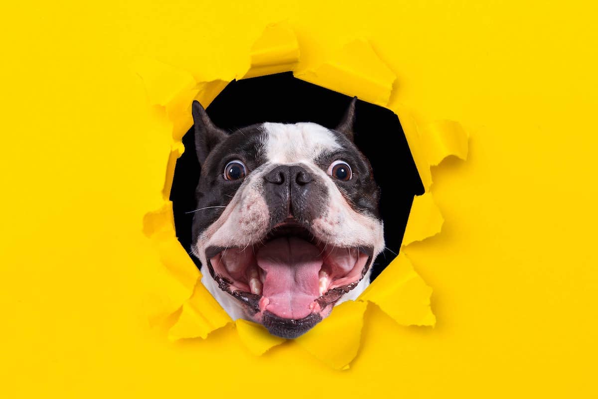 High Energy Dogs Low Energy Dogs