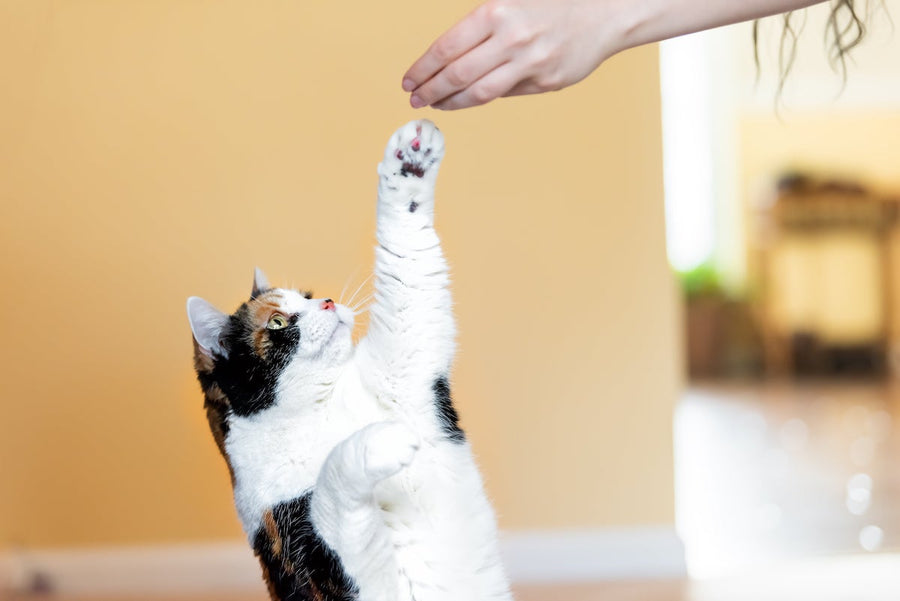 How To Train A Cat Stop Destructive Behavior