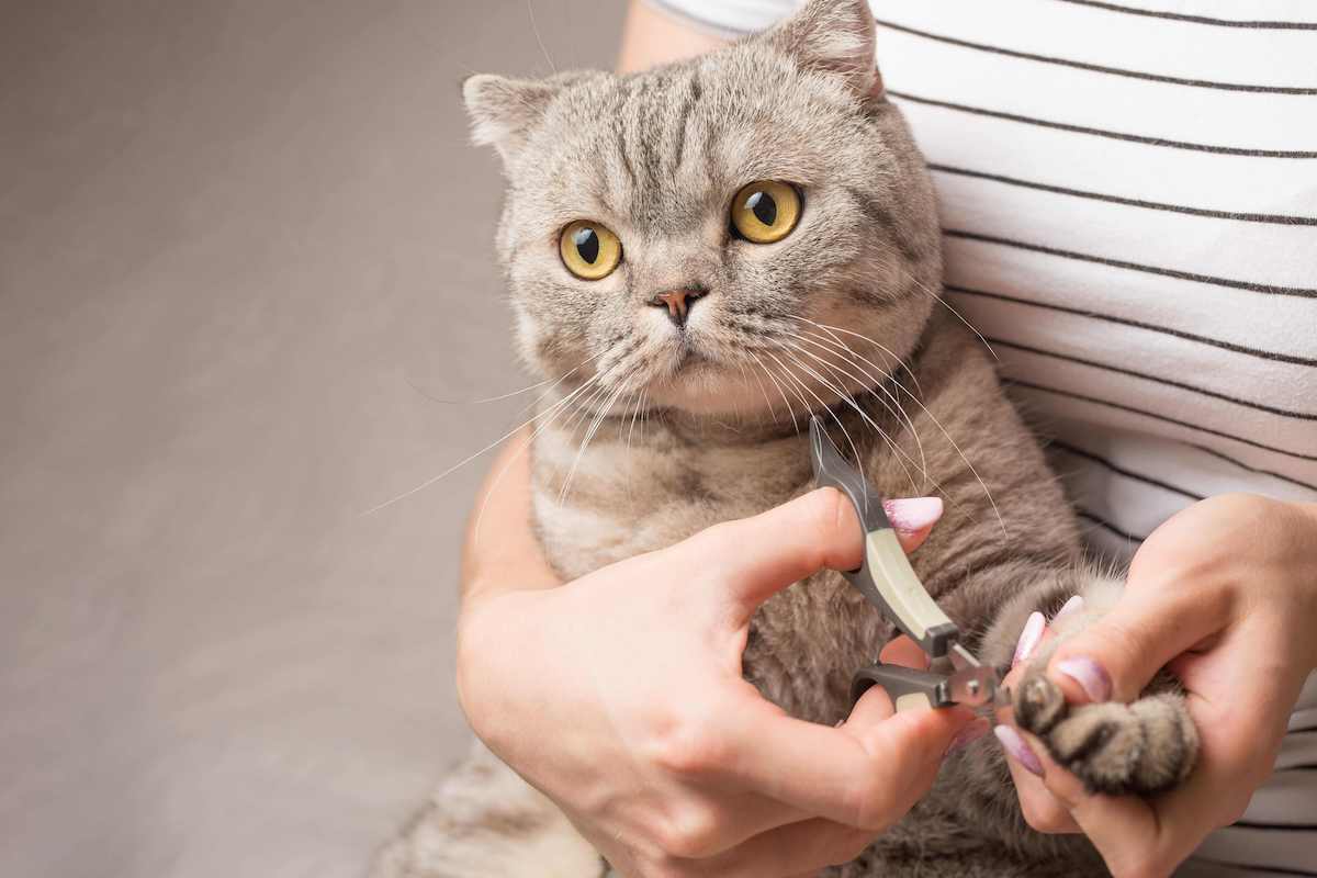 How To Trim A Cat's Claws