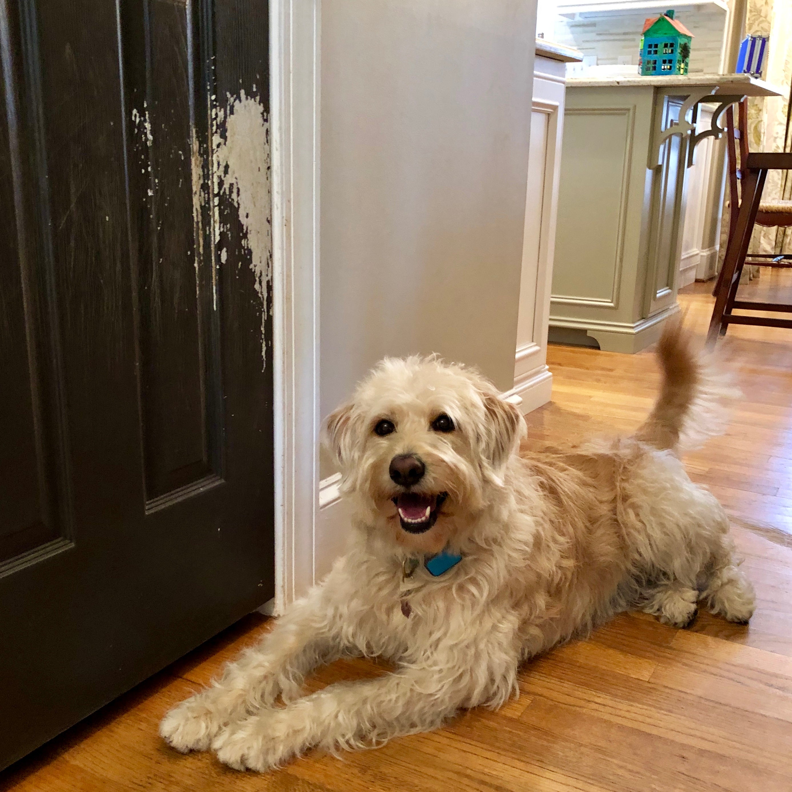 Reasons Pet Scratch and Cause Damage