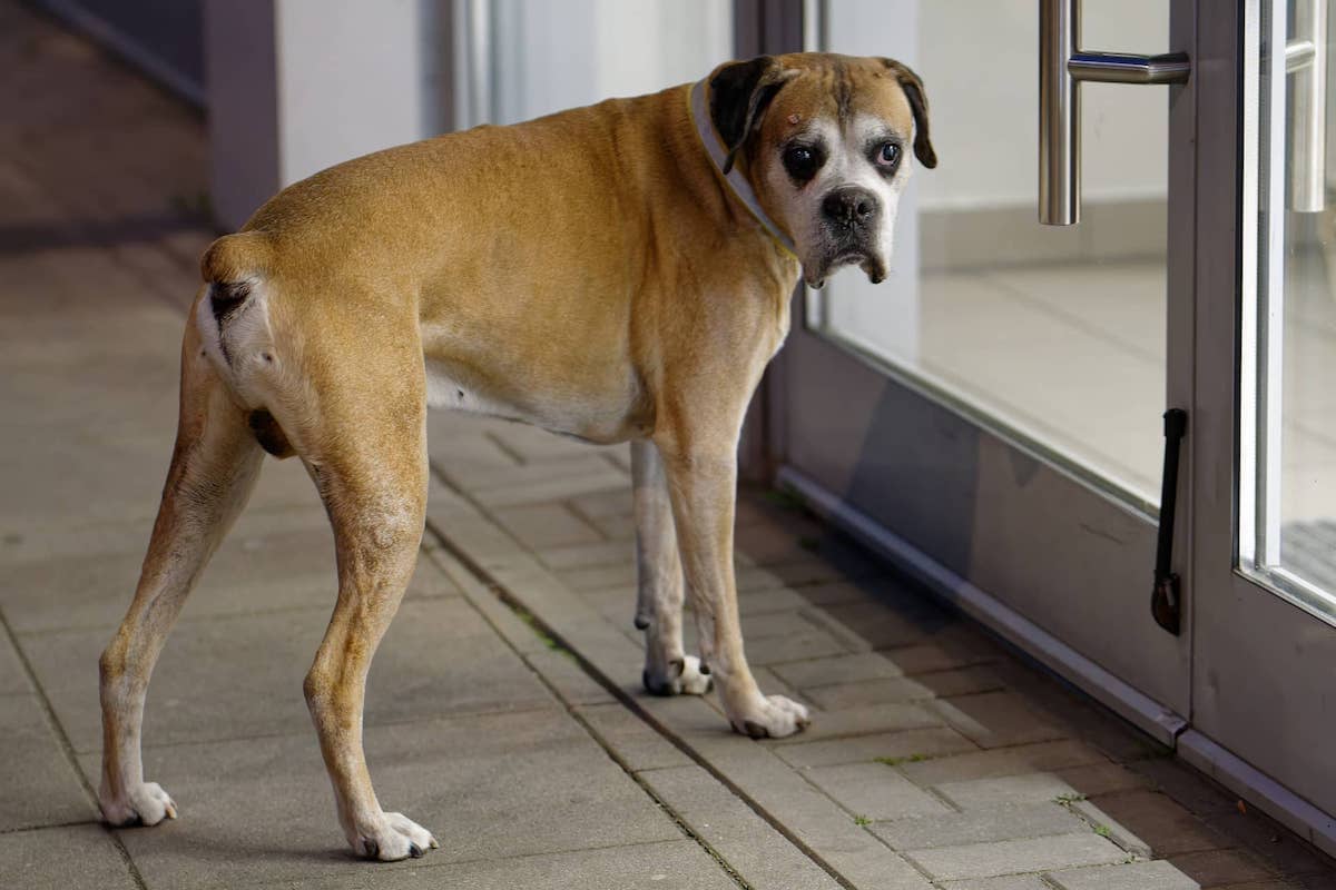 Protect Your Home From Pet Damage