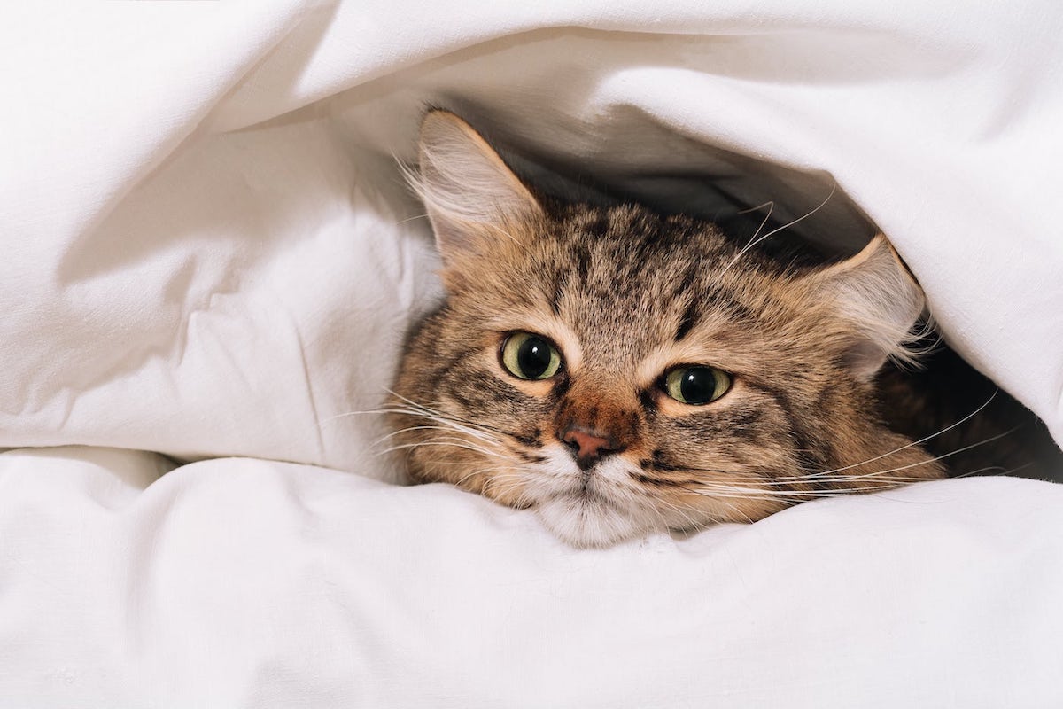 Stop Your Cat from Scratching Your Mattress