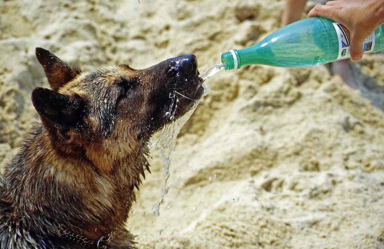 Tips to keep heated dogs cool