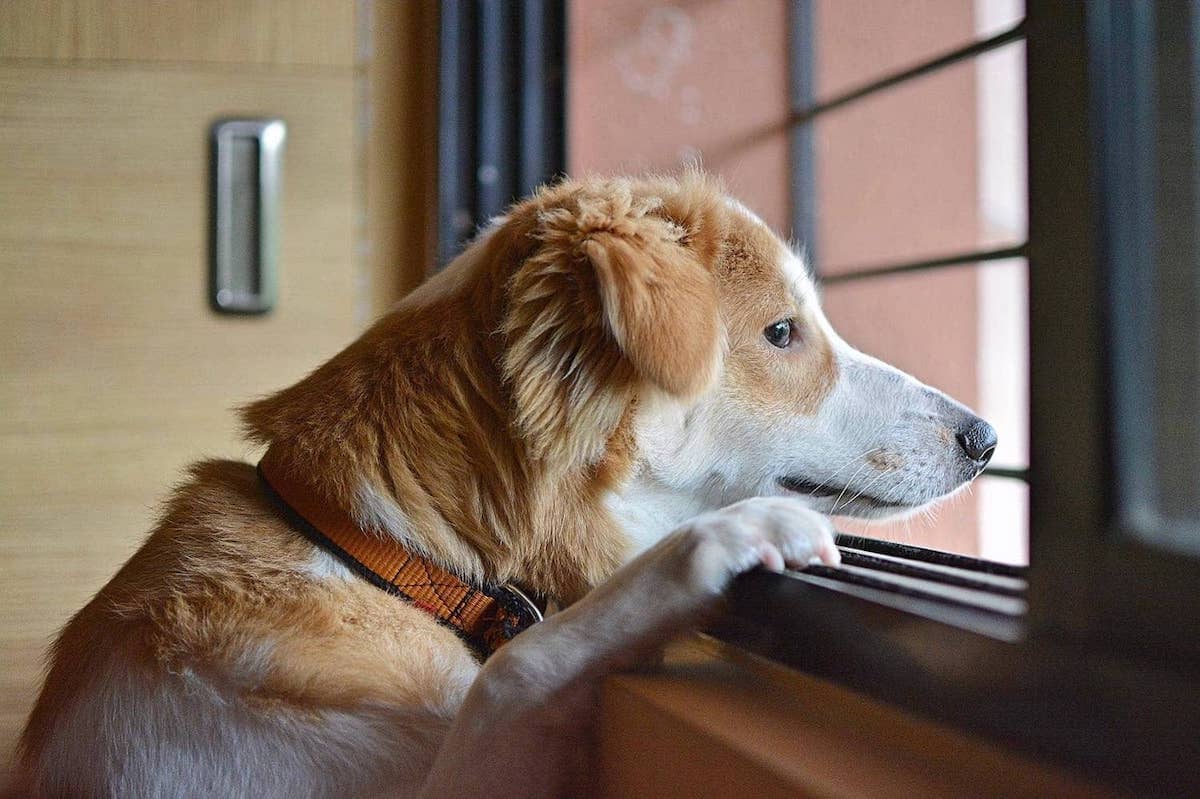 Preventing Pet Damage to Your Window Sills
