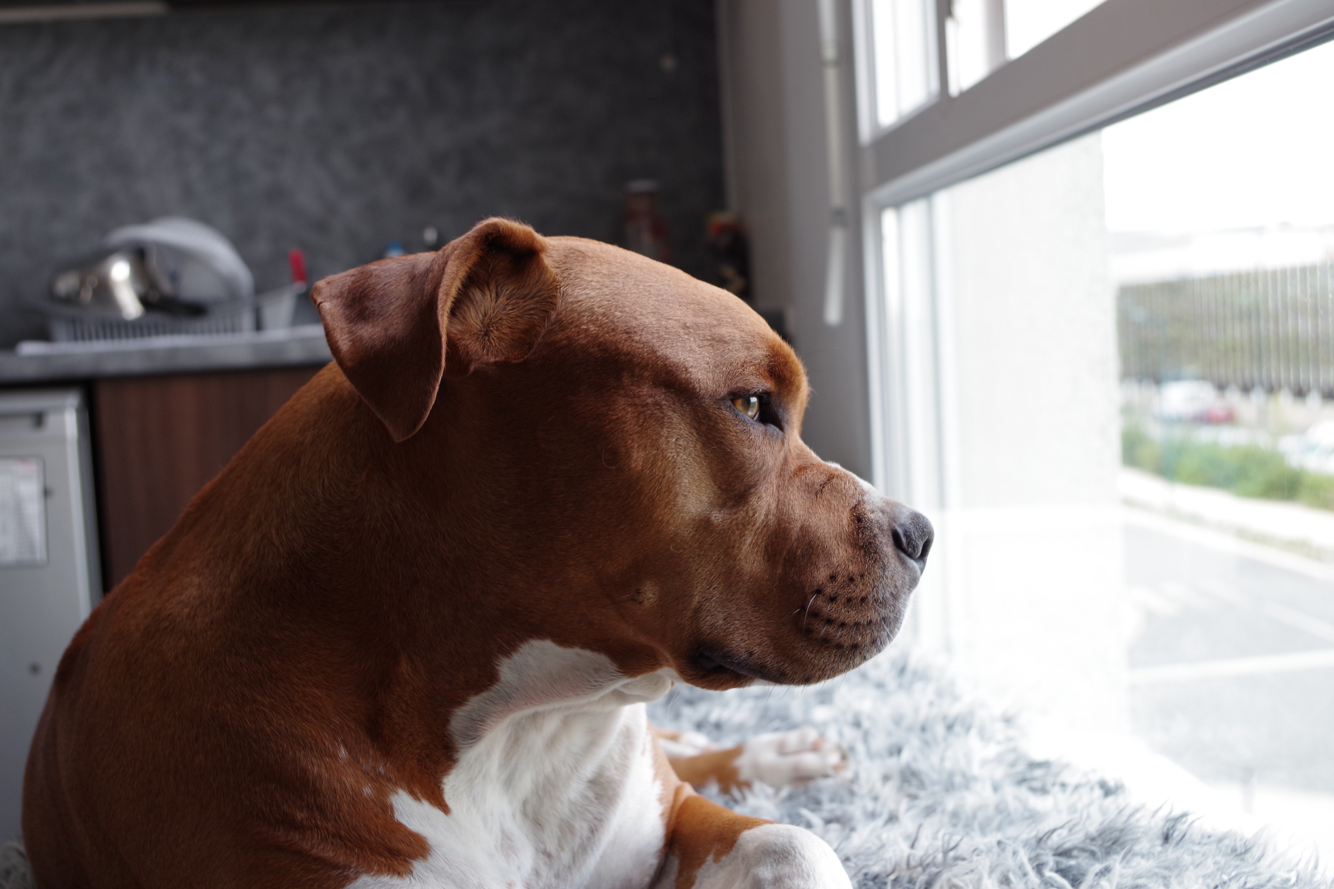 How Do I Get Pet Damage Insurance?