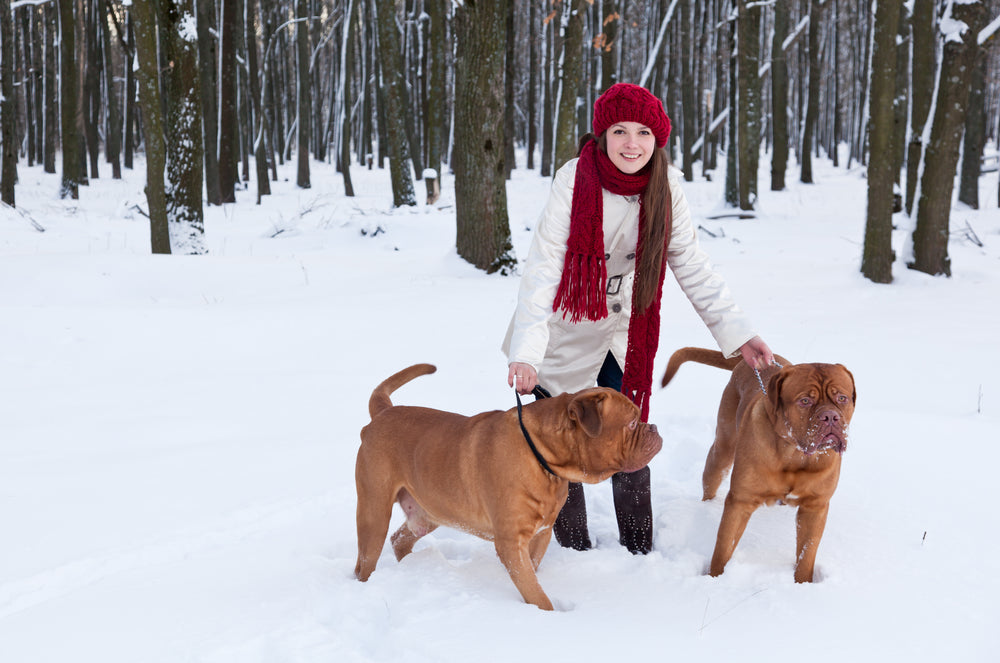 Winter Pet Safety Tips
