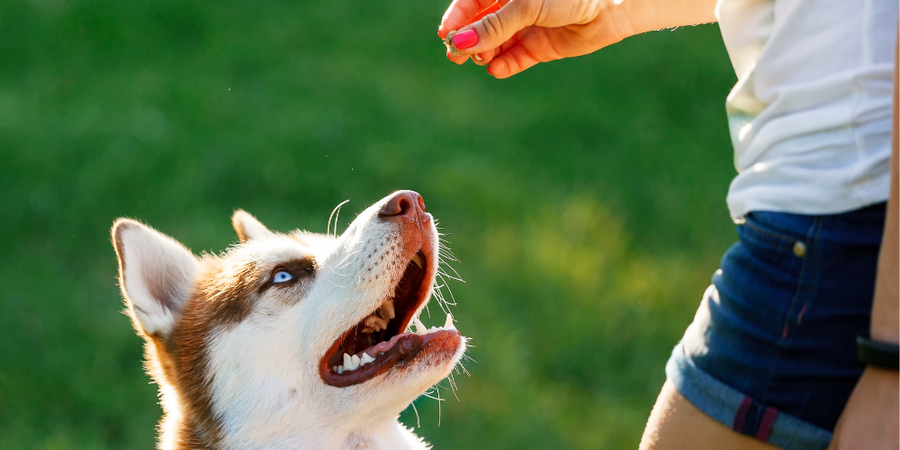 woman training husky with treat