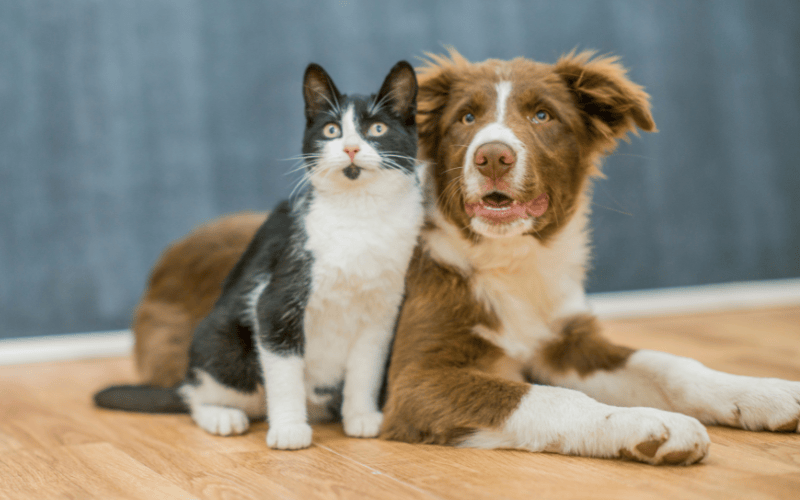 Cats Vs. Dogs - Which Can Be More Destructive to My Home