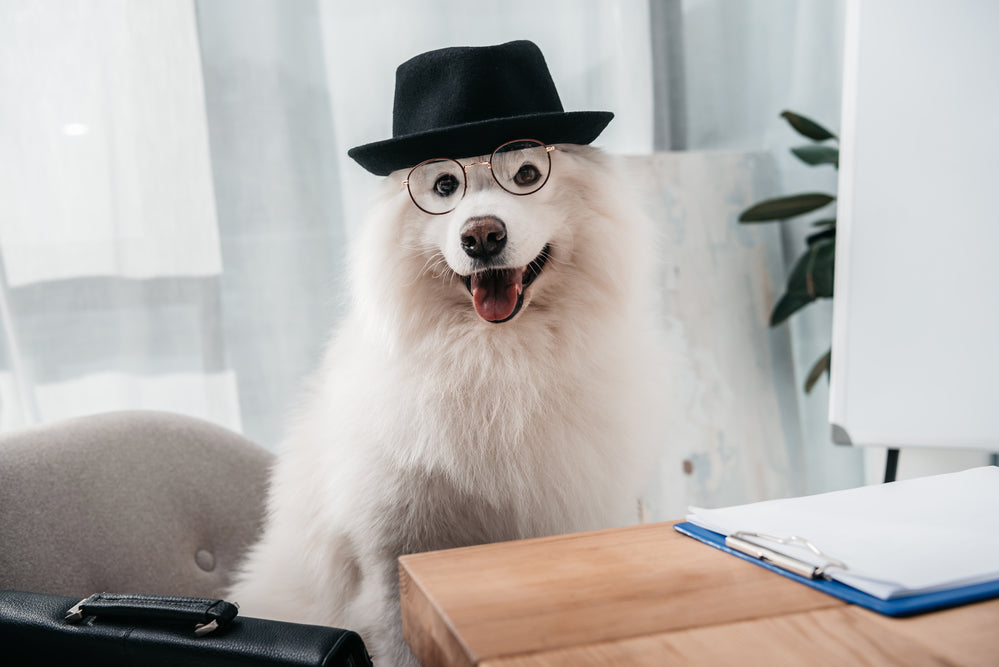 Taking Your Dog To Work? Here Are 7 Tips For Success