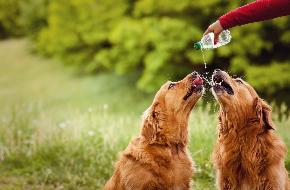 5 Fun Helpful Ways To Keep Your Pet Hydrated On Hot Days
