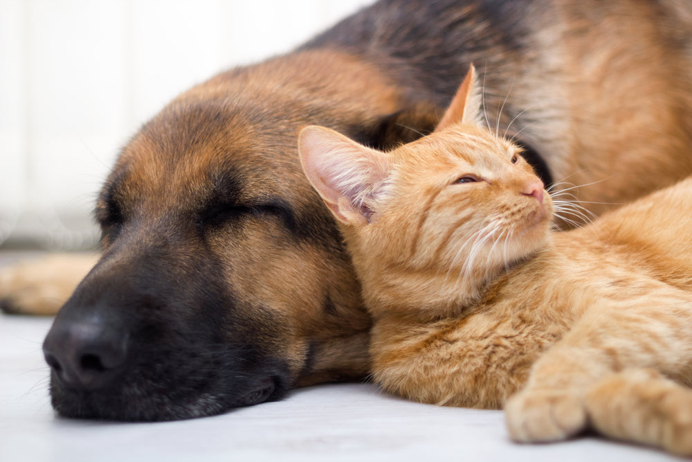 Signs of Anxiety in Cats & Dogs