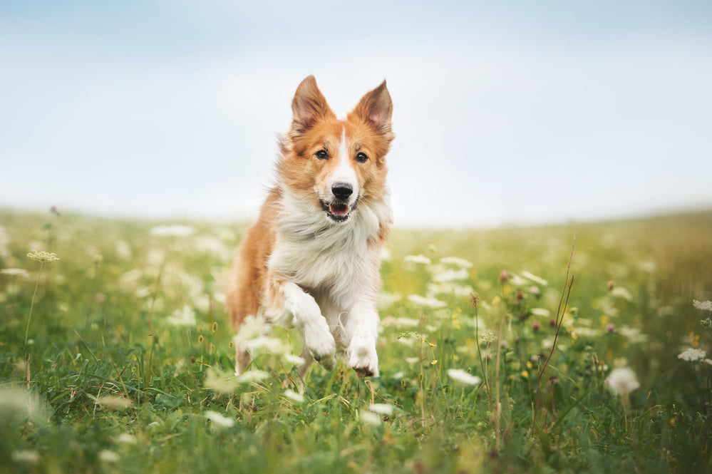 Pet Loss Prevention - How To Make Your Home Escape Proof