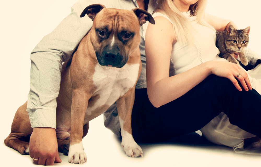 6 Key Traits Of A Good Responsible Pet Parent
