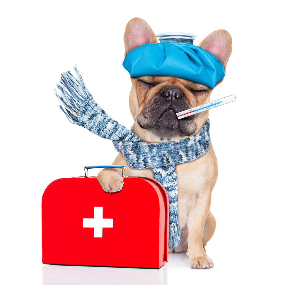 Pet First Aid Kit Essentials - 9 Must-Have Items For Your Pet
