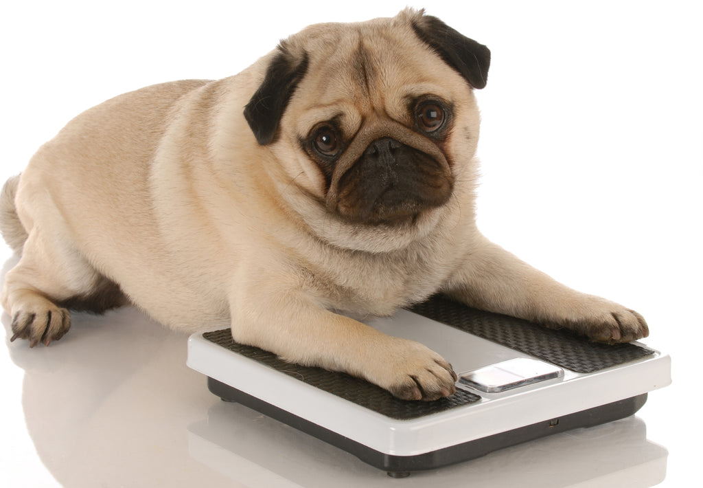 Pet Health - 4 Easy Ways To Prevent Pet Obesity