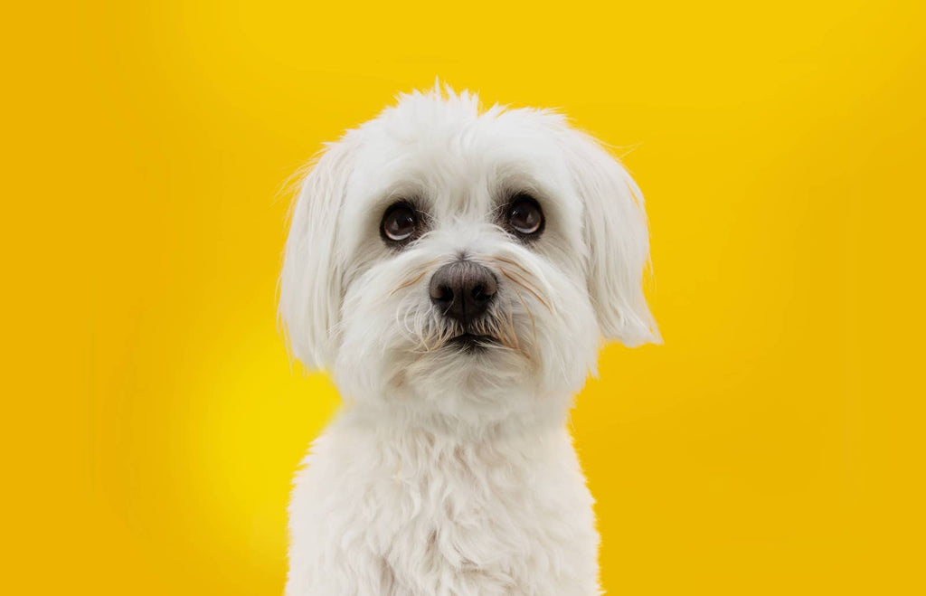 Dog Whale Eye? Signs A Dog Is Stressed And Tips To Help