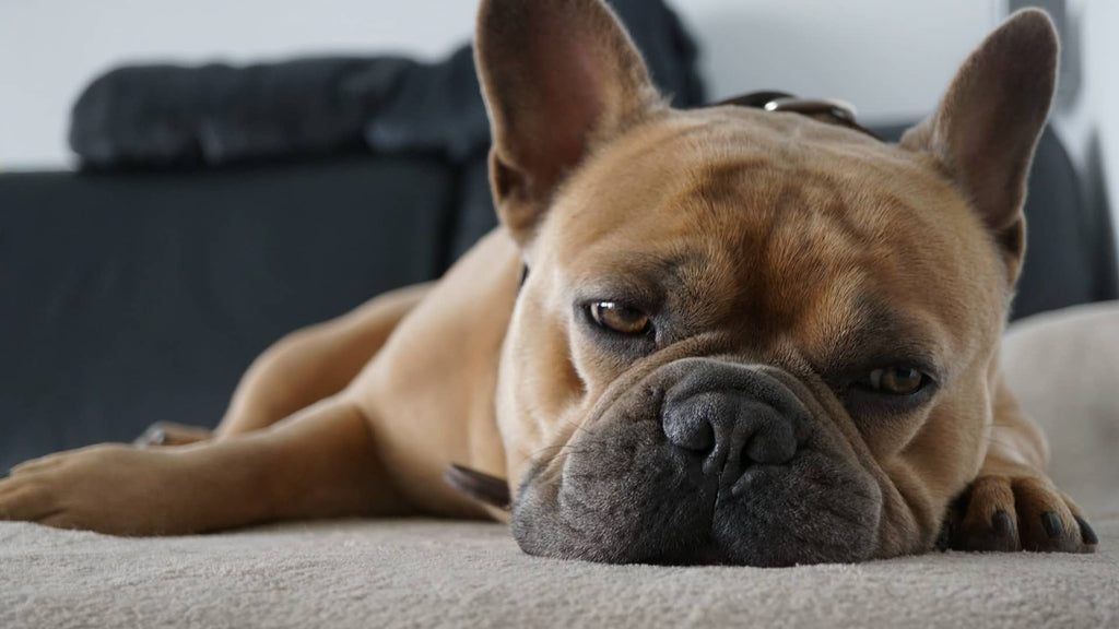 Is My Dog Anxious or Bored? How to Help Stop The Scratching