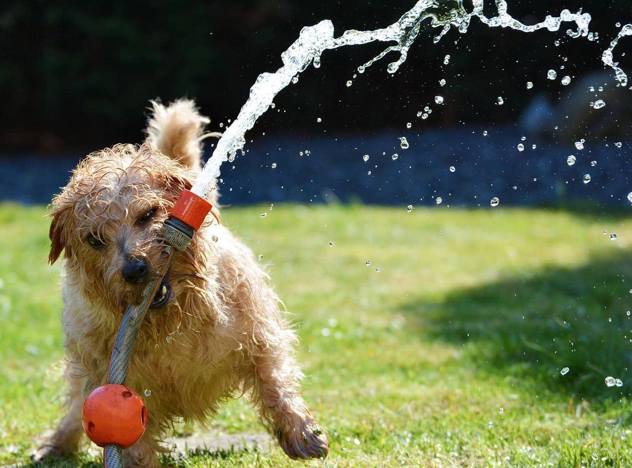 Tips to Know if Your Pet is Overheated