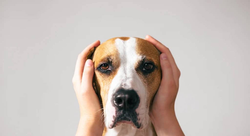 Fresh Look at Noise And Dog Anxiety How To Help Them Overcome The