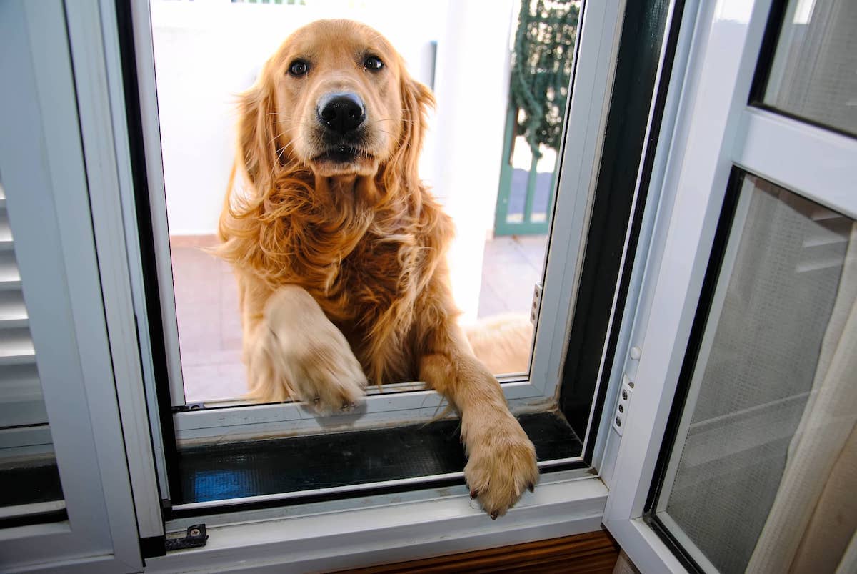 How To Protect Screen Door From Dog