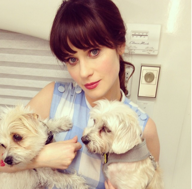 These celebrities can't hide their love for dogs