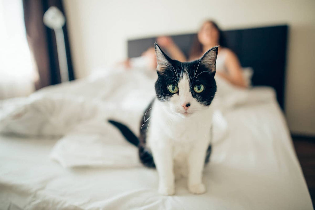 How to Stop Your Cat from Scratching Your Bedposts