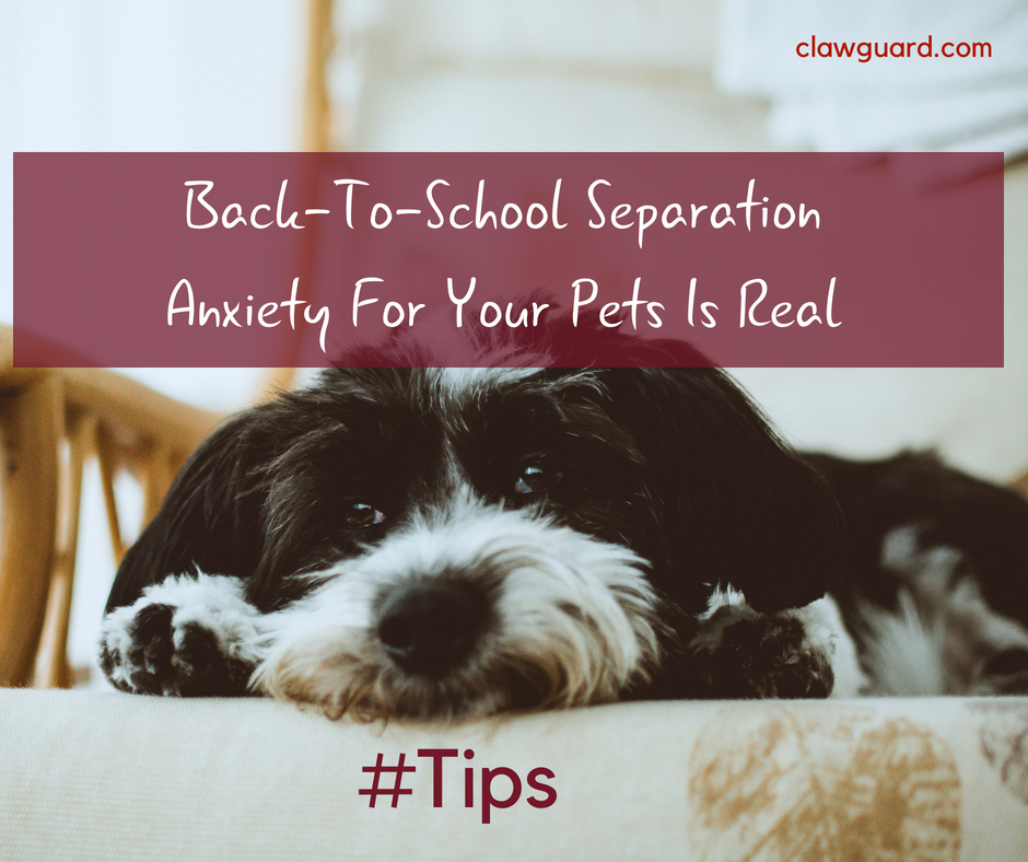 How Does Back To School Affect Your Dog?