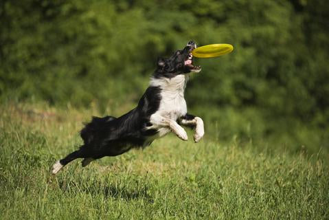 Top 5 Ways to Have Fun with Your High Energy Dog