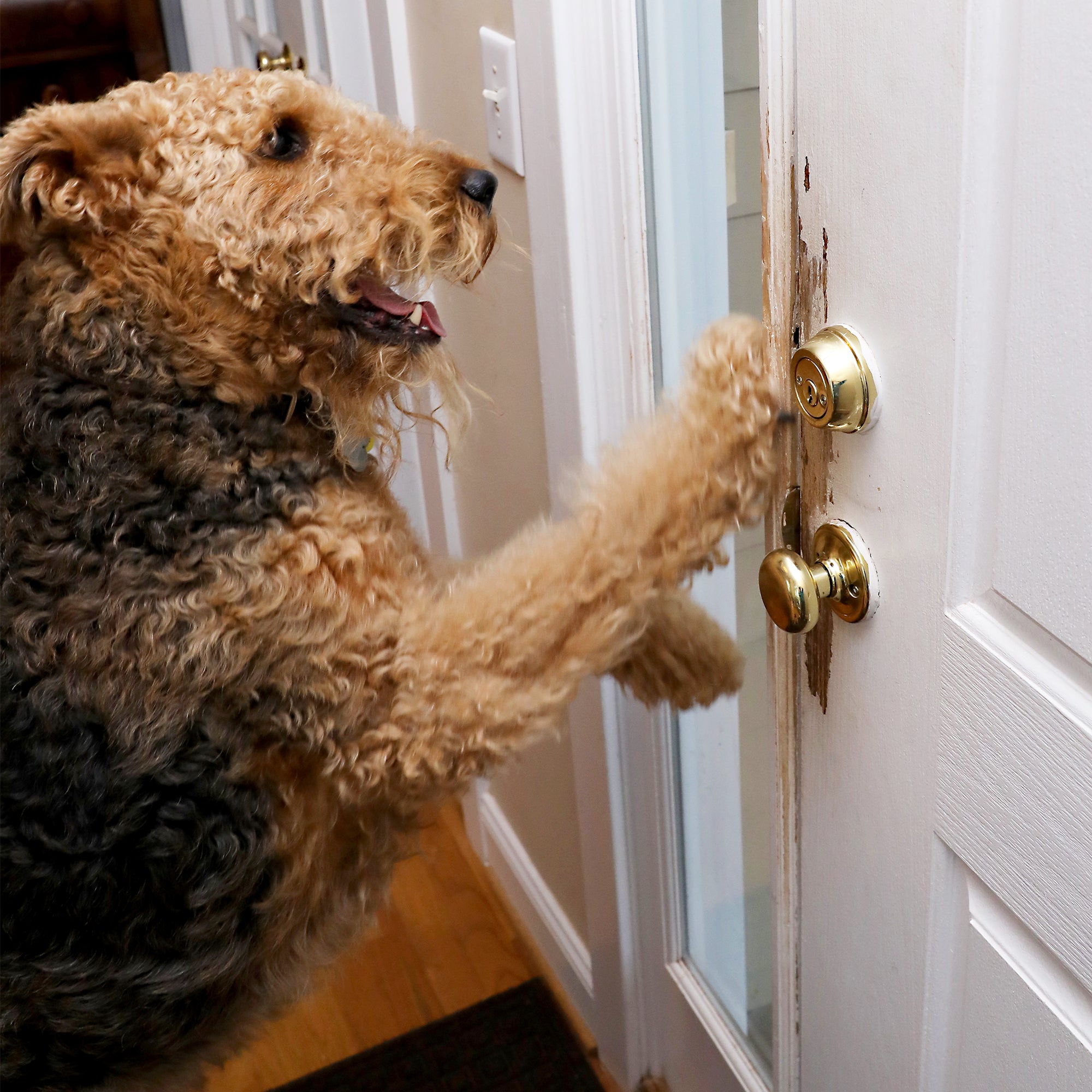 How To Recognize The Signs Of Dog Anxiety · Clawguard