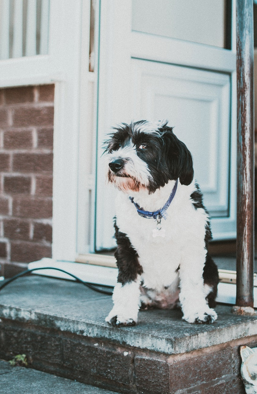 Protect Your Doors From Dog Scratching