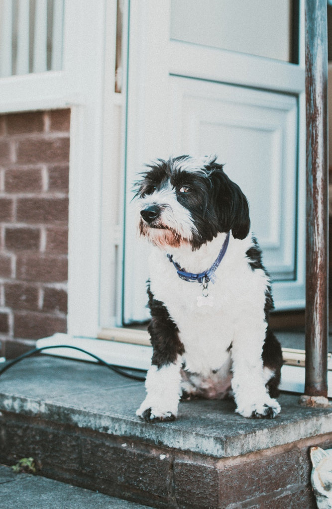 A Quick & Easy Way To Protect Your Doors From Dog Damage