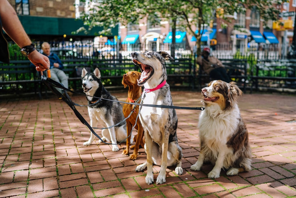 The Top 4 Reasons You Should Hire a Dog Walker