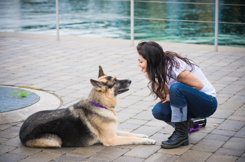 Finding and Working with a CCBC-Certified Dog Trainer